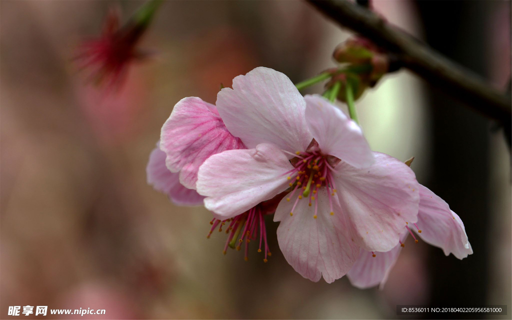 樱花