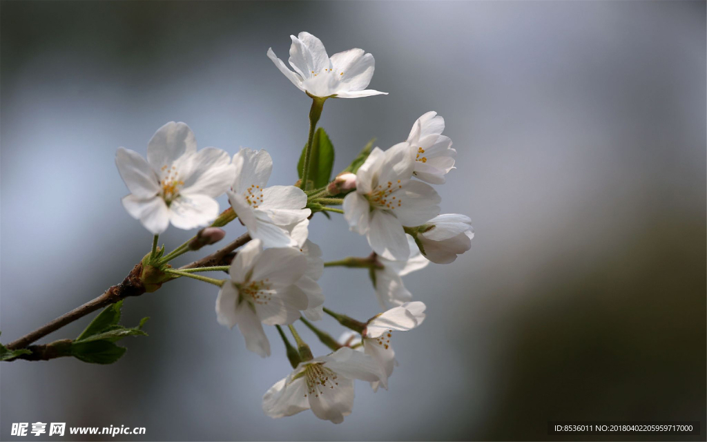 樱花