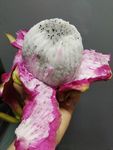 火龙果