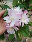 海棠花