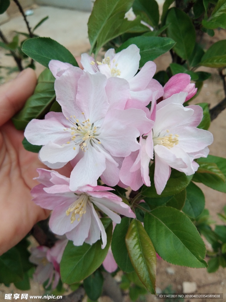 海棠花