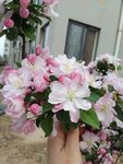 海棠花