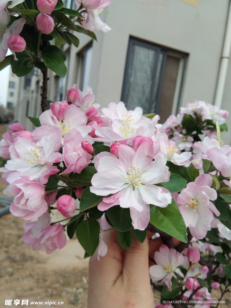 海棠花