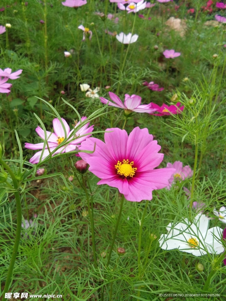 花儿