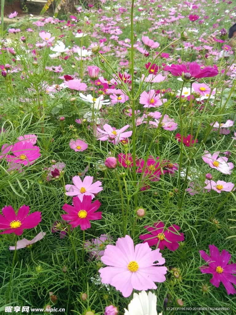 花海