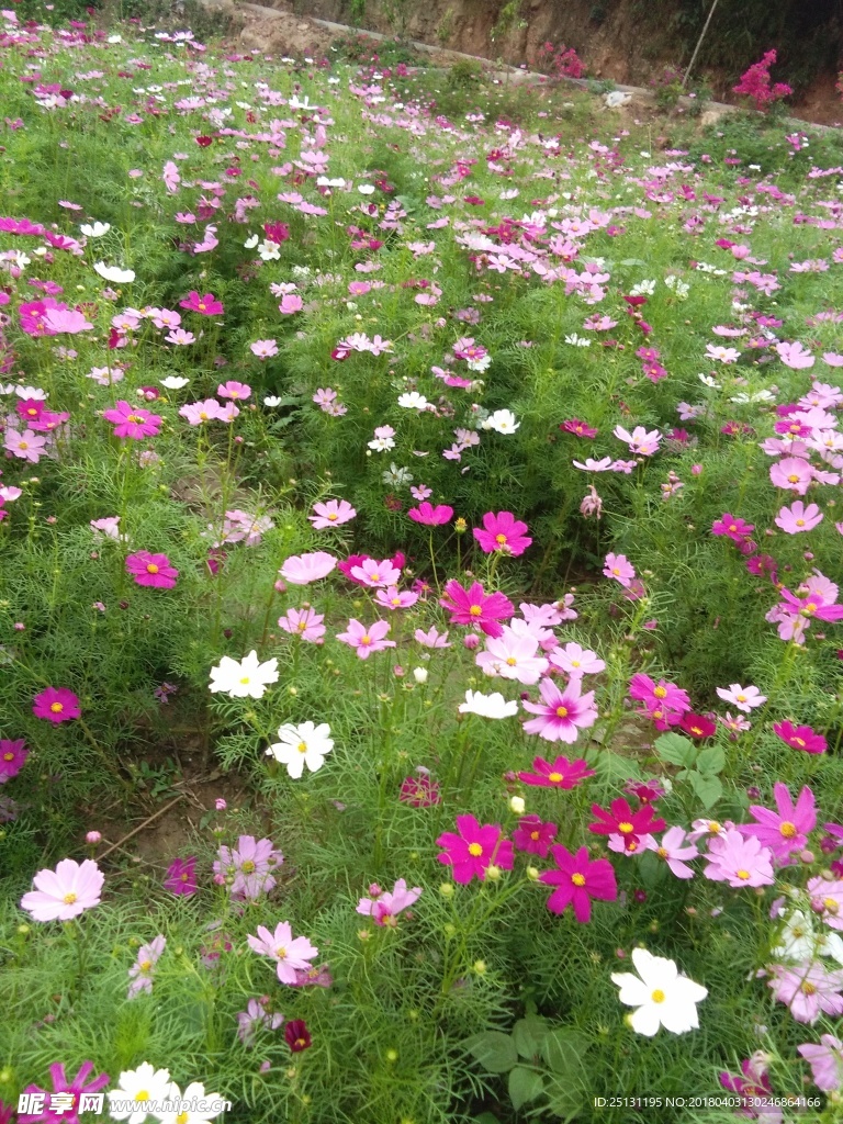 花海