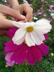 红白花