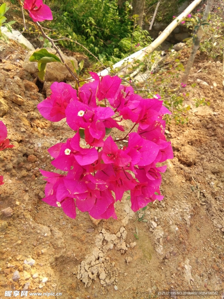 红花