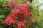 杜鹃花   映山红