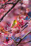 花鸟