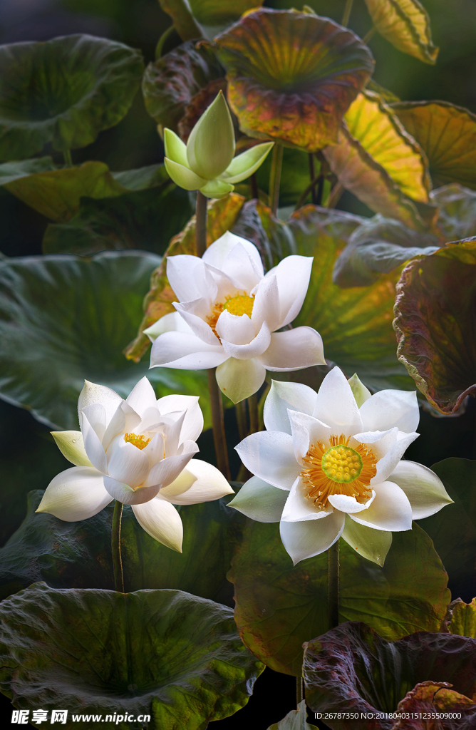 荷花