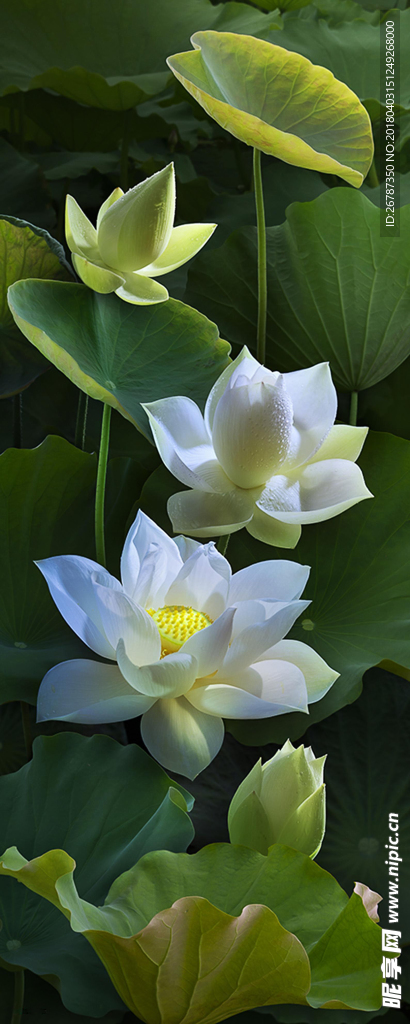荷花
