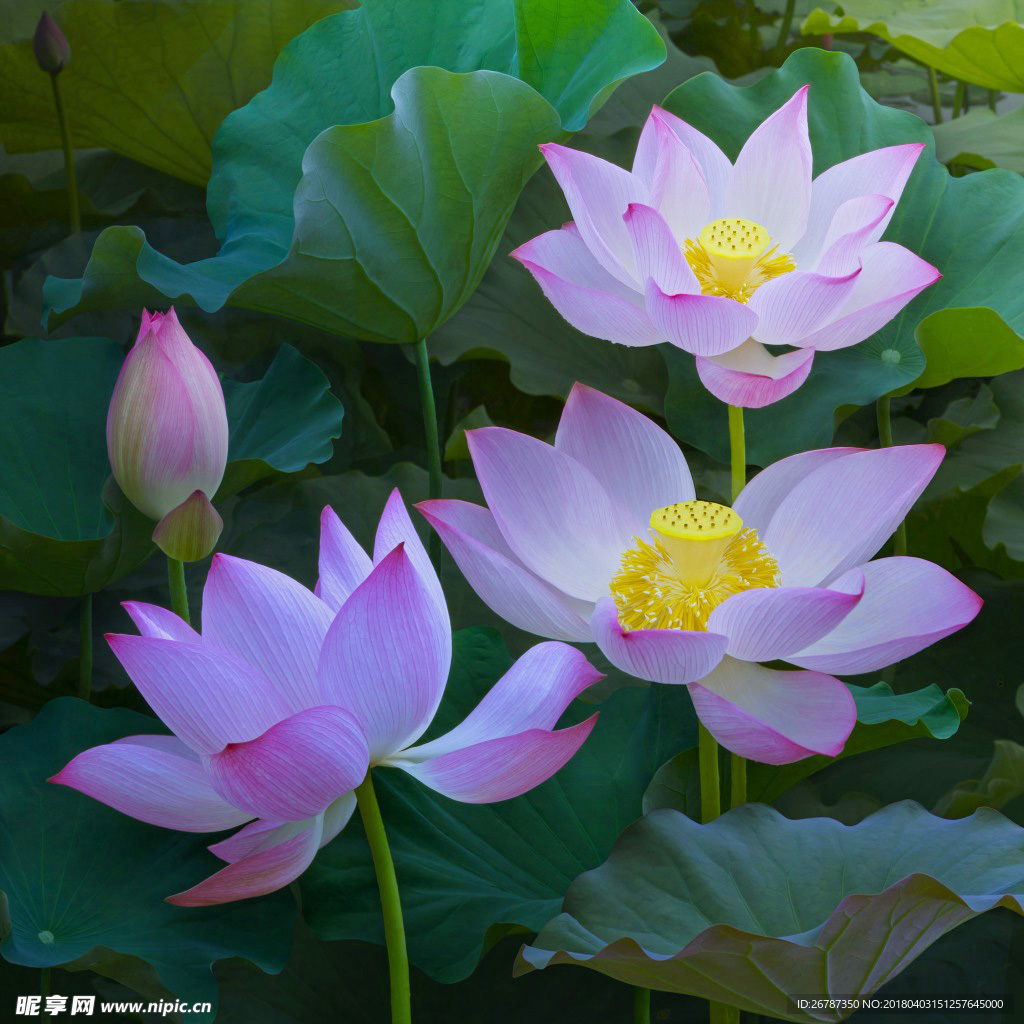 荷花