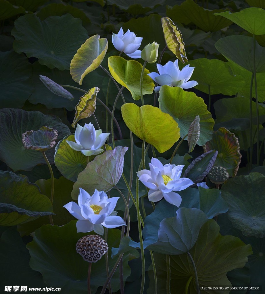 荷花