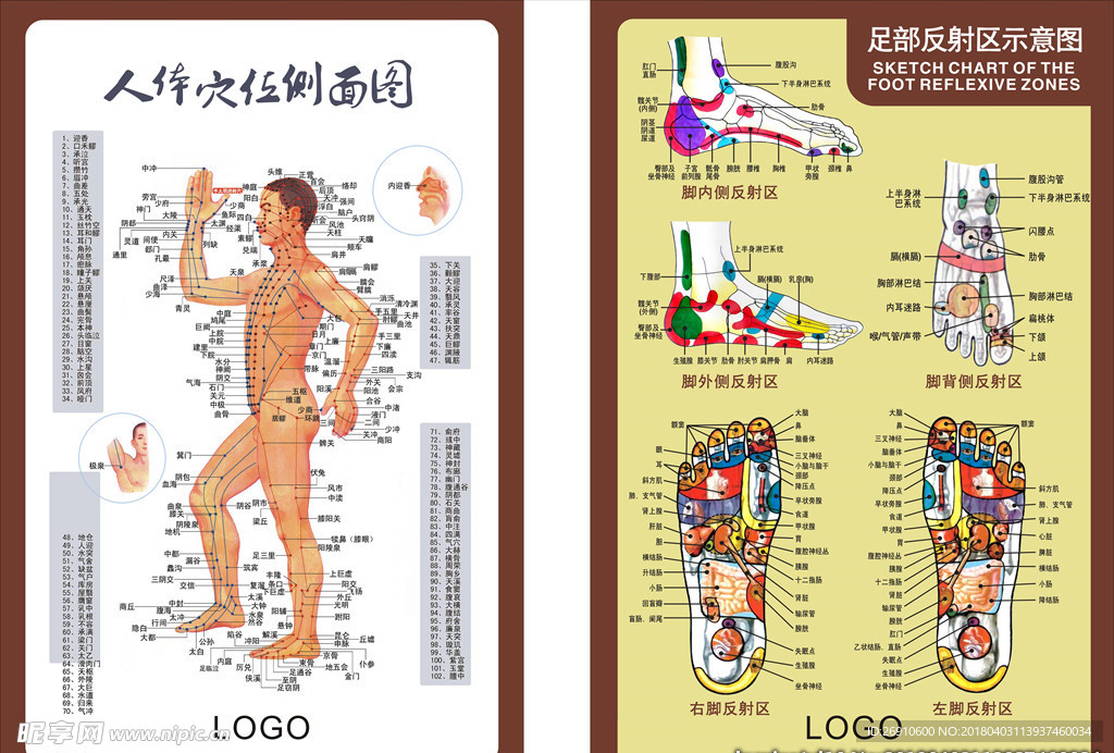 穴位图 养生经络