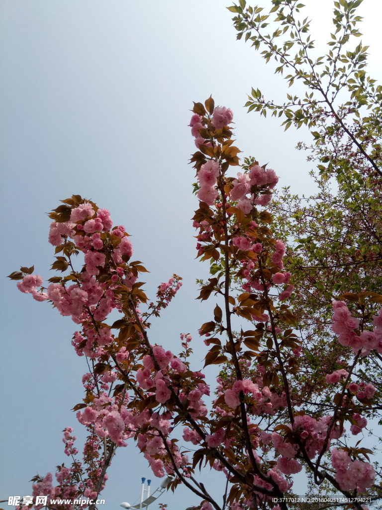 花卉