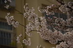 东京樱花