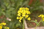 油菜