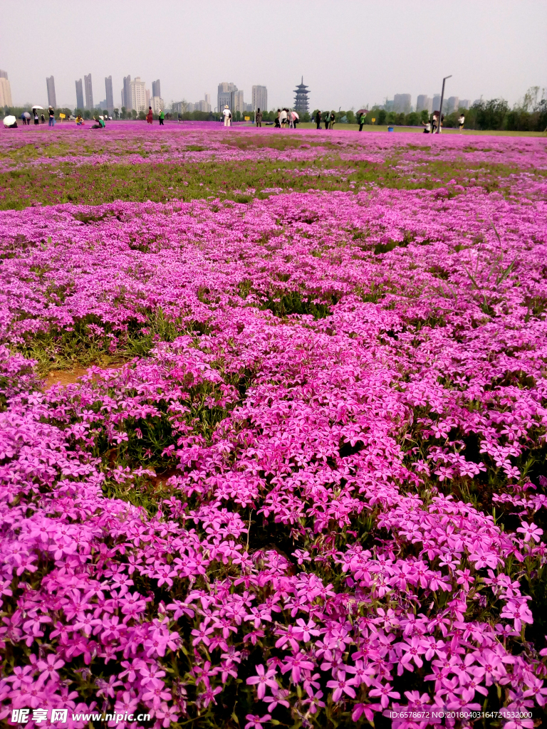 花海 鲜花 花草