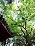 莫干山风景