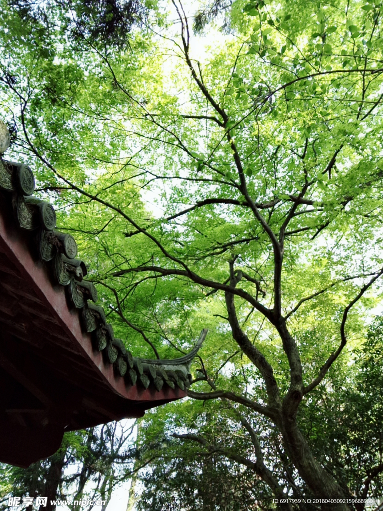 莫干山风景