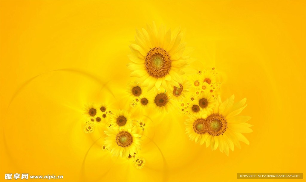 葵花