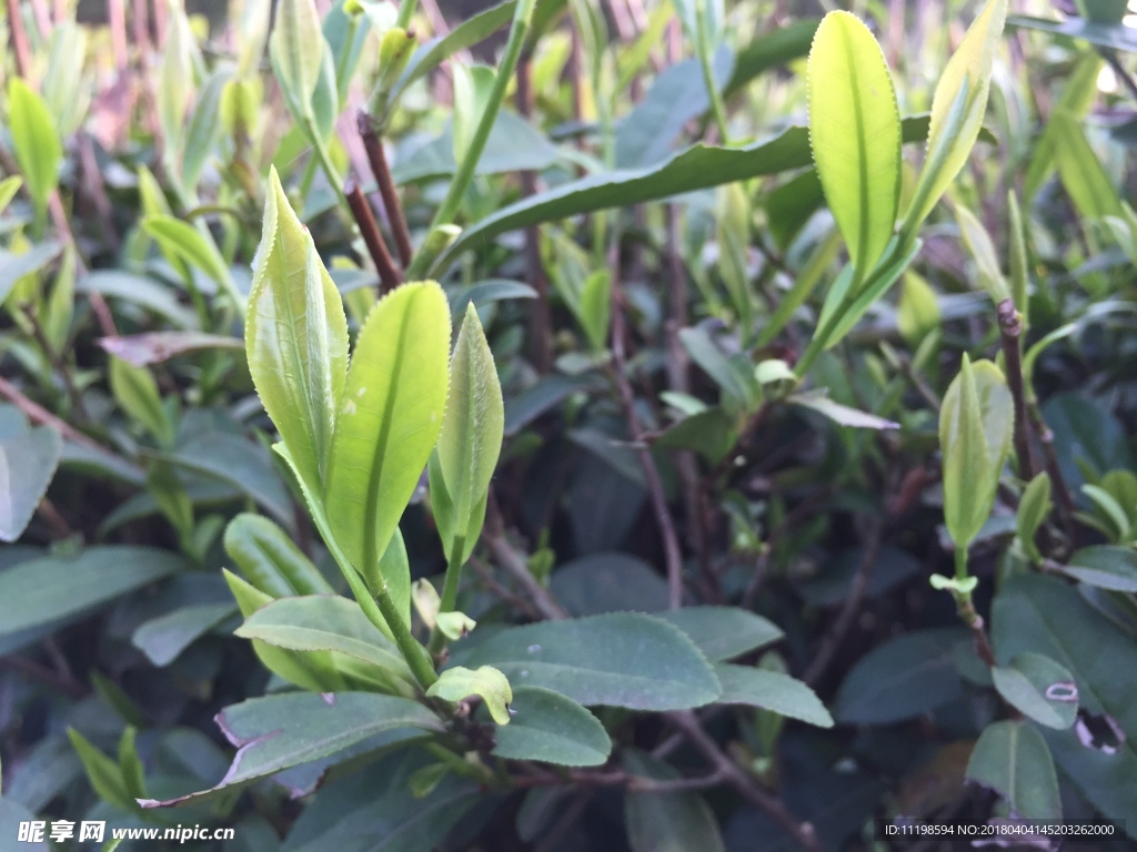 六安瓜片 徽六 茶 新茶 春茶