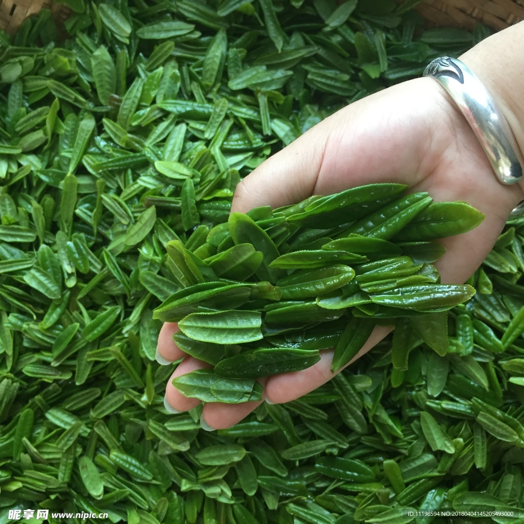 六安瓜片 徽六 茶 新茶 春茶