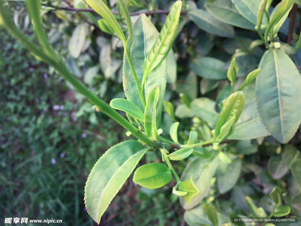 六安瓜片 徽六 茶 新茶 春茶