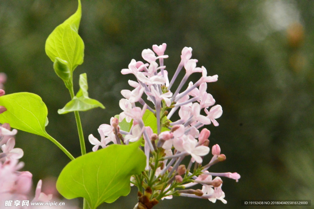 丁香花