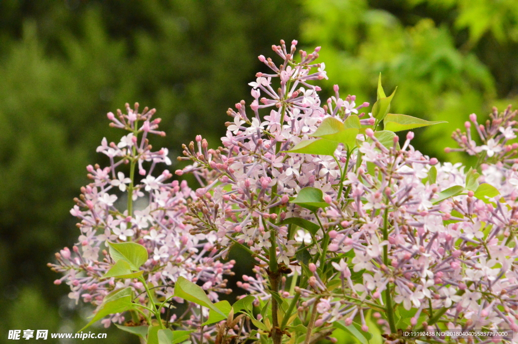 丁香花