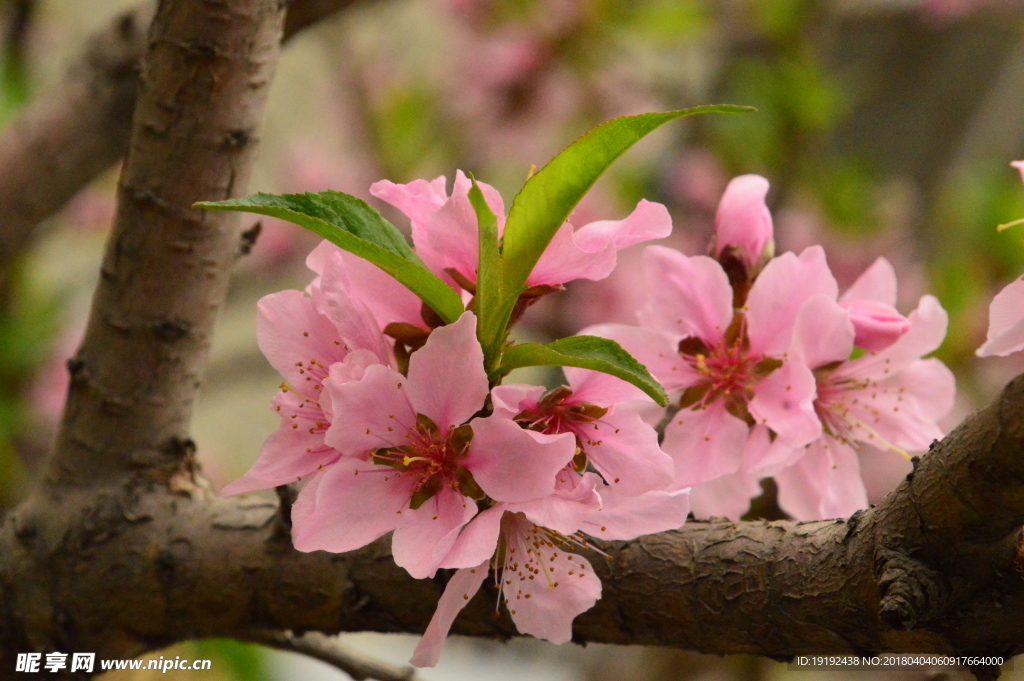 桃花