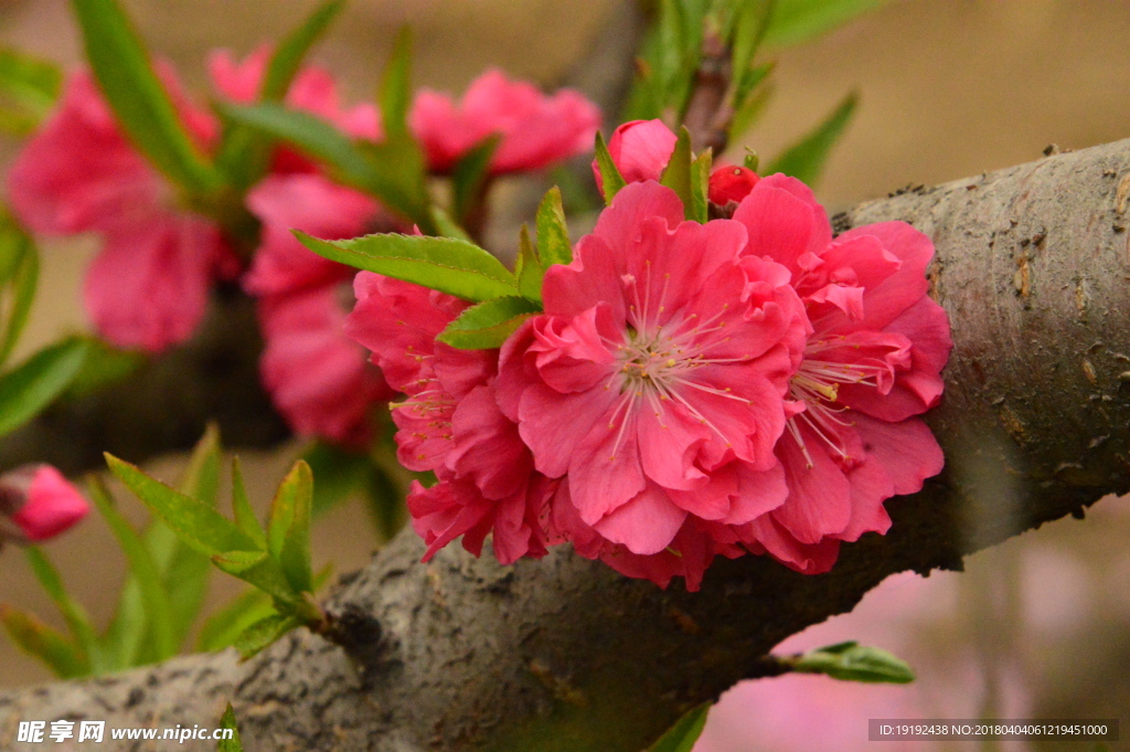 桃花