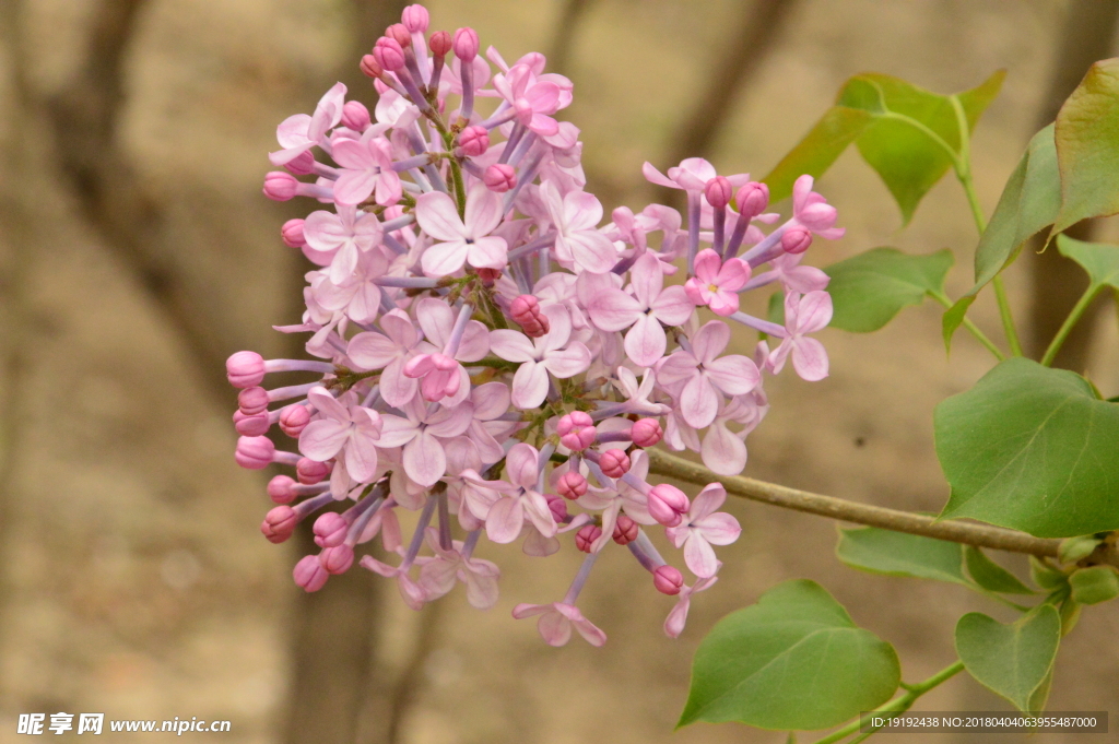 丁香花