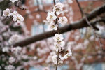 春天 桃花 花朵
