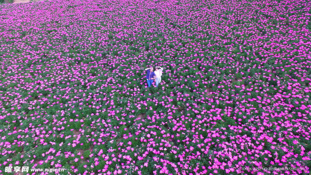 烂漫花朵