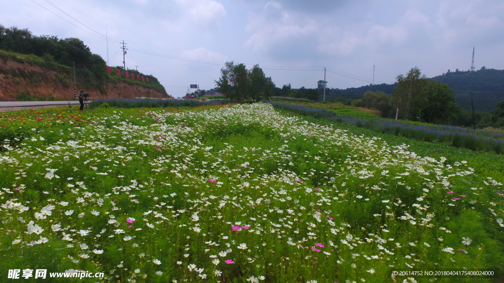 山花烂漫