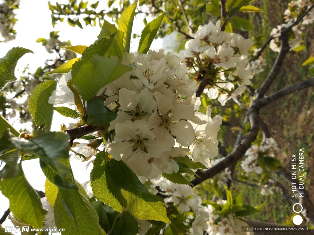 樱桃花开