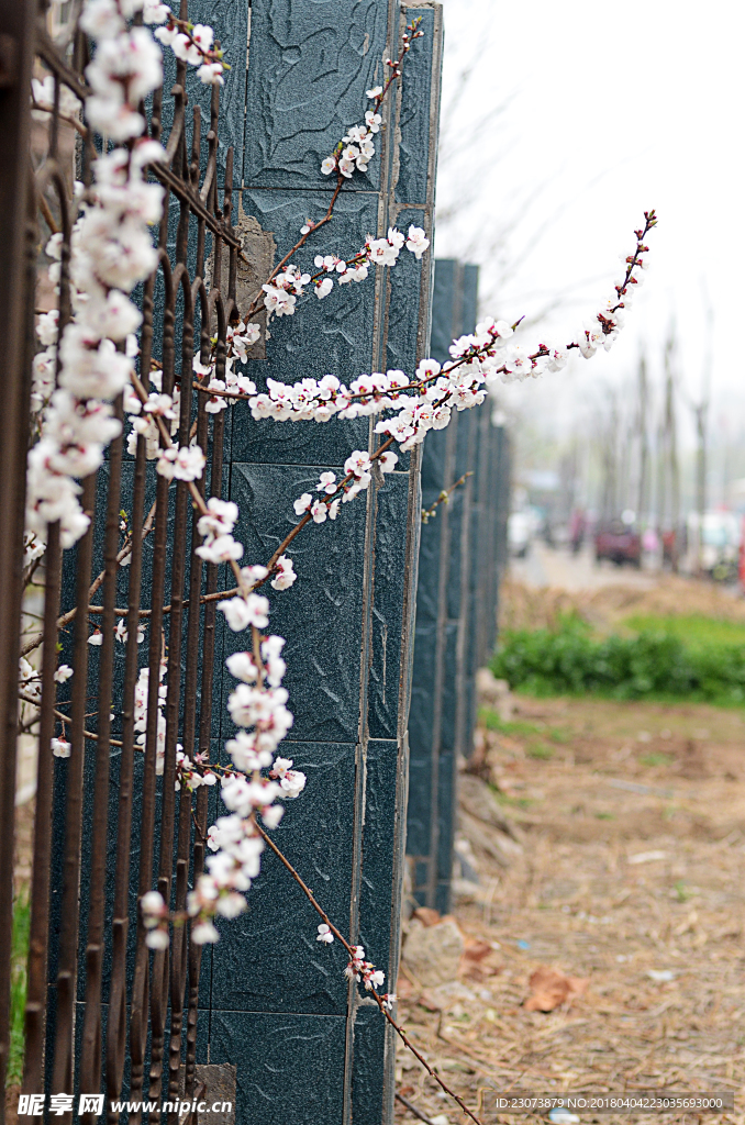 花枝