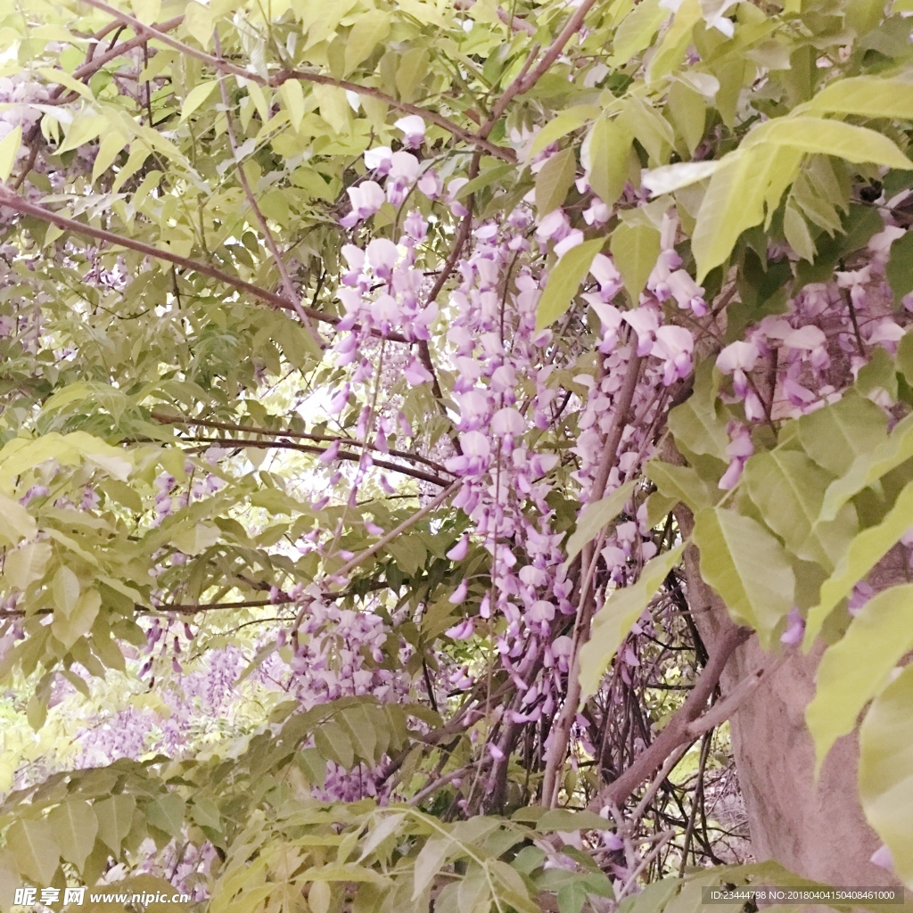 藤萝