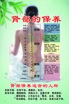 肾部保养