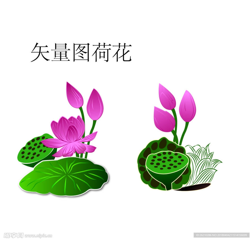 矢量荷花