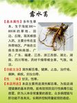 露水葛