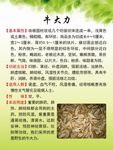 牛大力