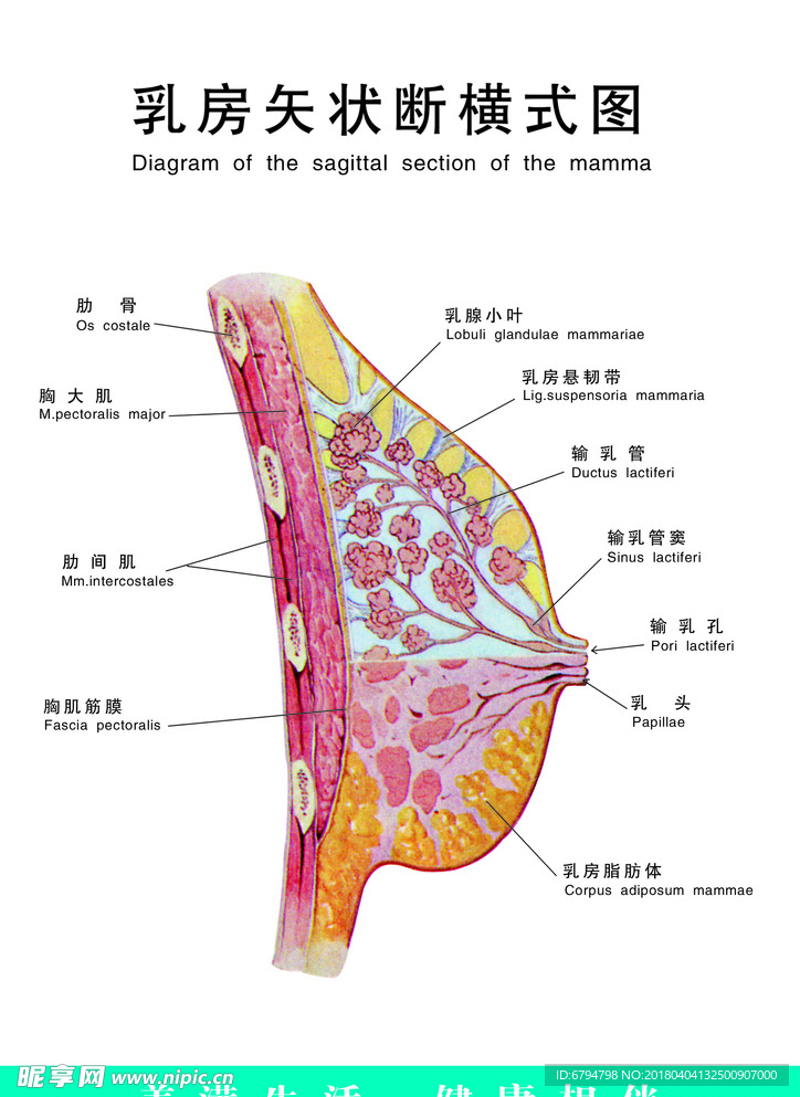 乳房矢状断横式图