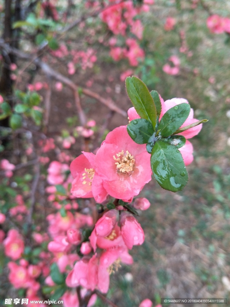 贴梗海棠