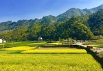 乡村