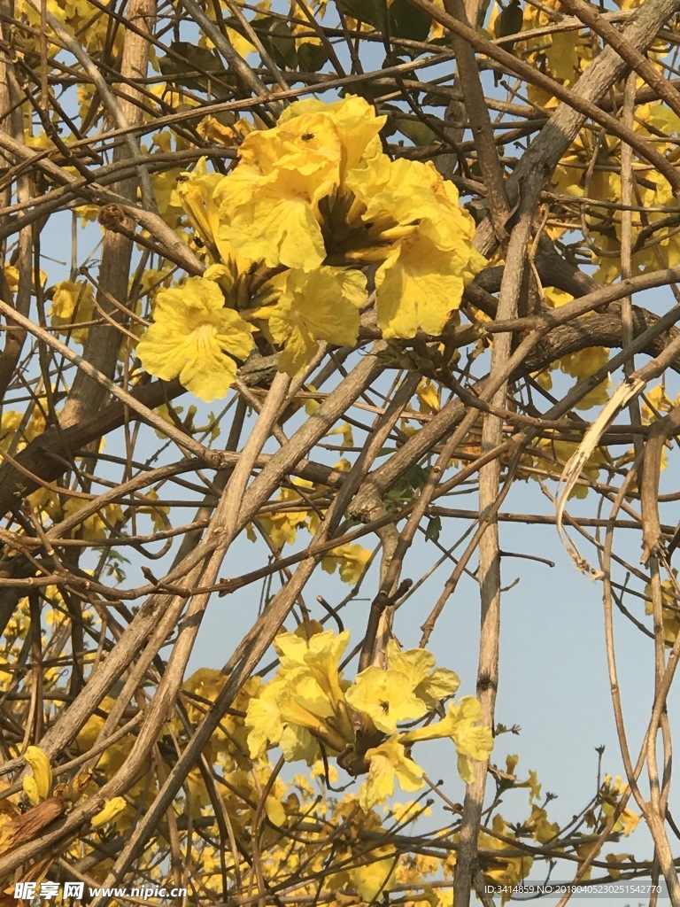 黄花风铃木 树木 花卉 植物