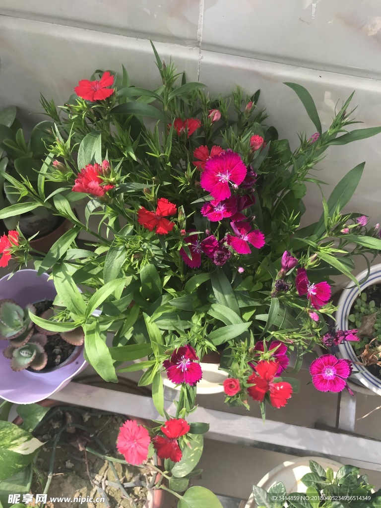 花卉