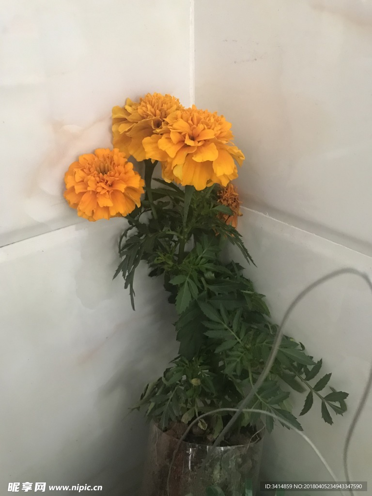花卉